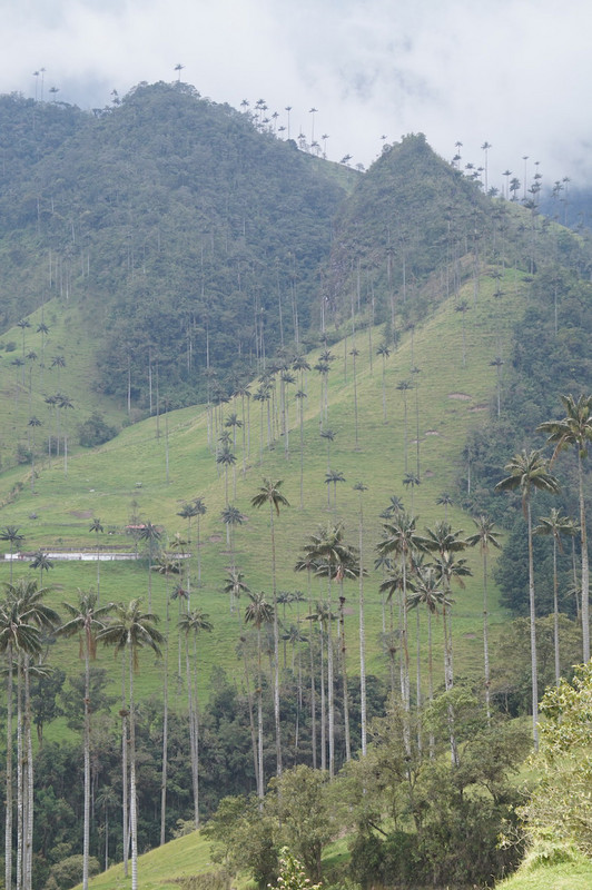 Giant wax palm trees, the national symbol of Colombia