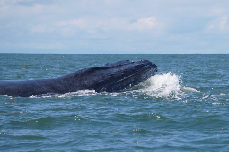 Humpback whales