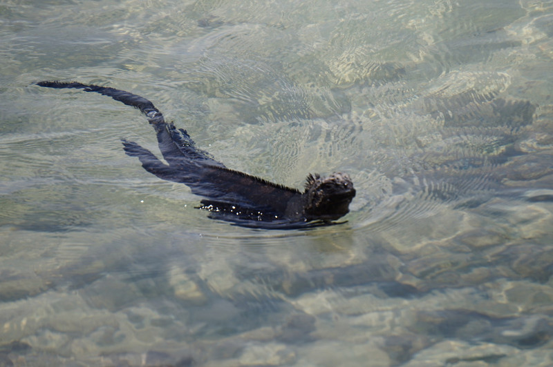 Swimming marine iguana