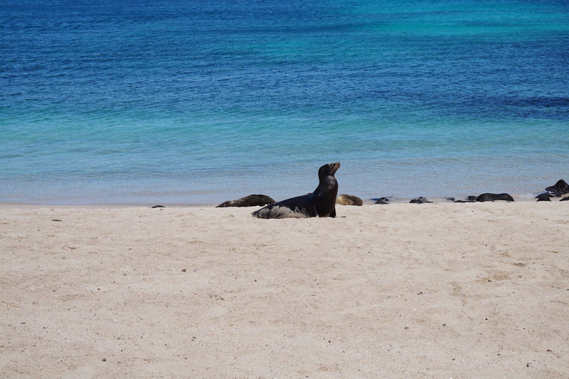 Sea lions at the beach