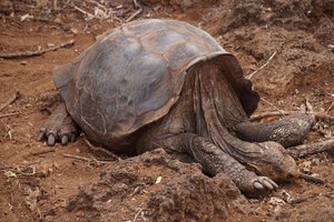 Great tortoise
