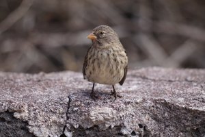 One of Darwins' finches