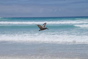 Galapagos beach and pelican