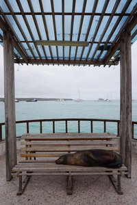 Lazy sea lion