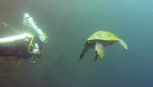Close encounter with sea turtle