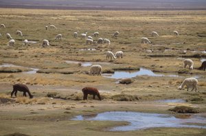 Alpacas on the way to Puno