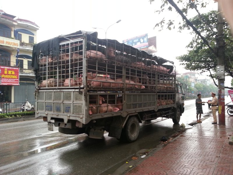 Pigs bus