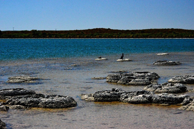 Stromatolites guard