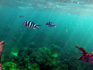 Underwater zebras