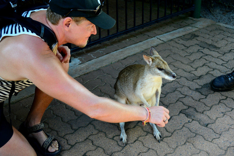 Øyvind and the wallaby