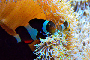 Nemo times two