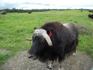 Storm - the Musk Ox