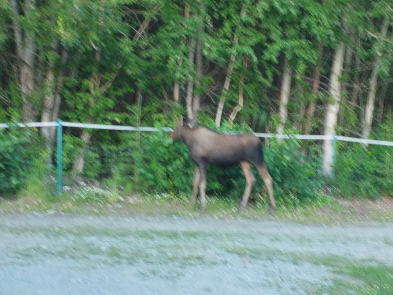 Our moose visitor