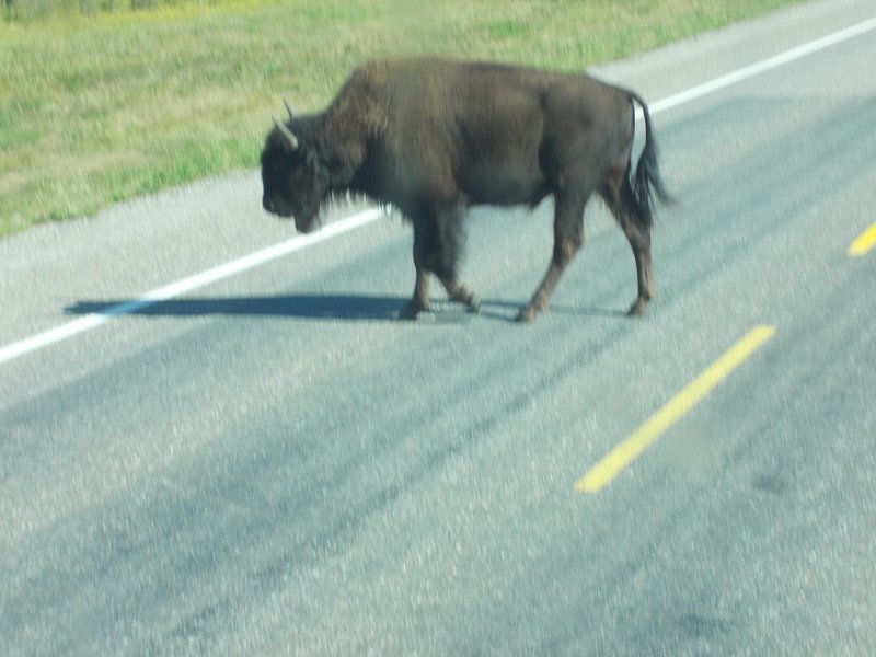 Bison takiing his time crossing the road