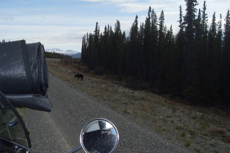 Riding by a black bear in the Yukon