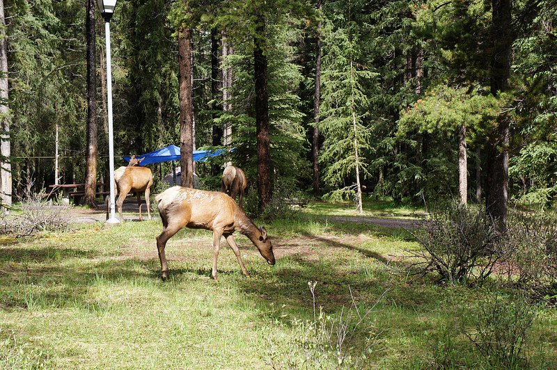 Elks on the campground