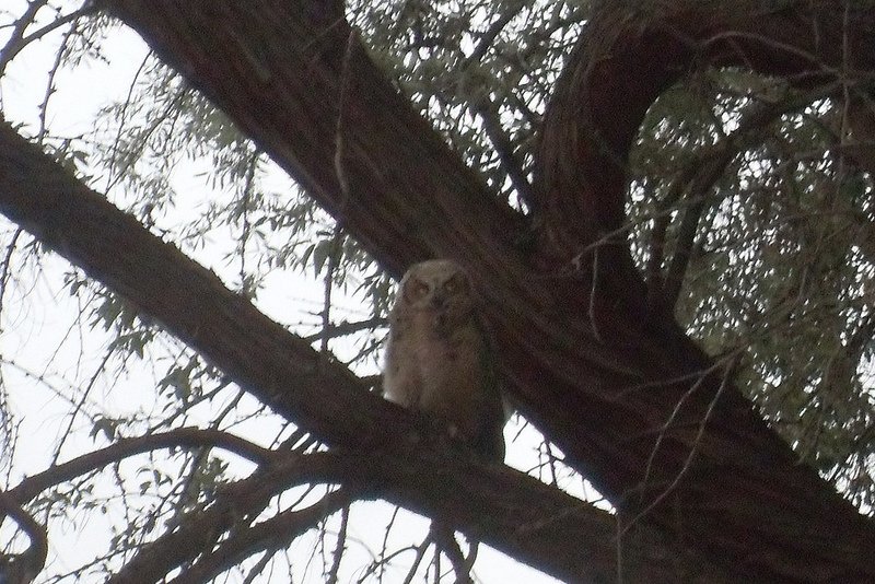 Owl in Kamloops