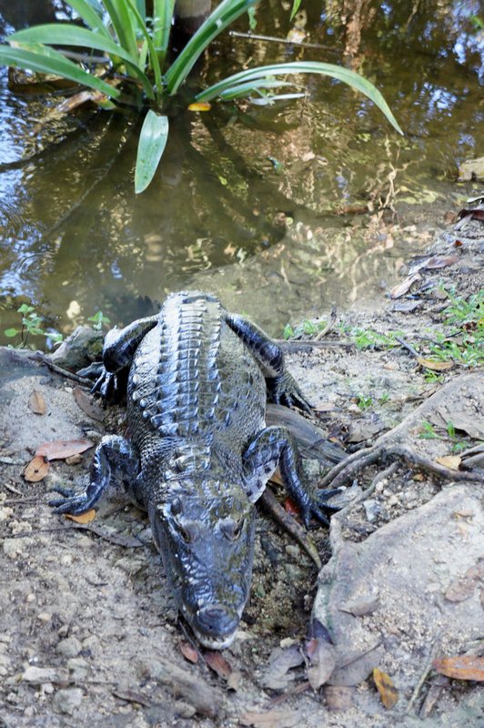 Crocodile in Tikal