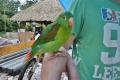 Orphaned parrot in Puerto Lindo
