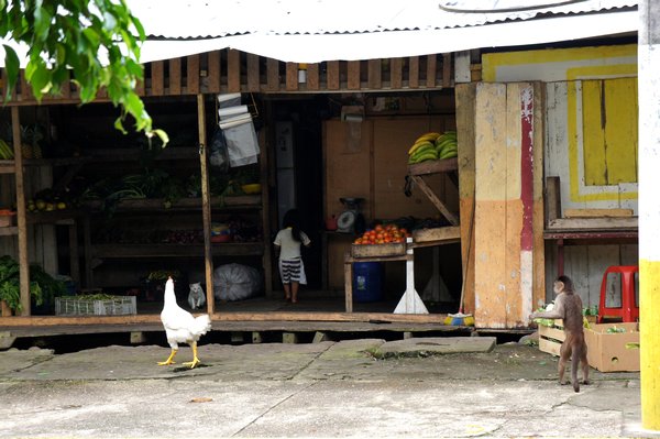 Chicken and monkey scoping out a fruit shop guarded by a toddler in Misahualli