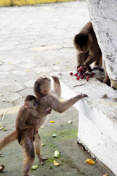 Monkeys enjoying their bounty in Misahualli
