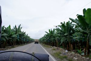 Riding through Machala banana fields
