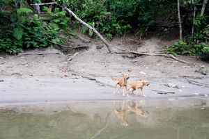 Wild dogs along Napo River