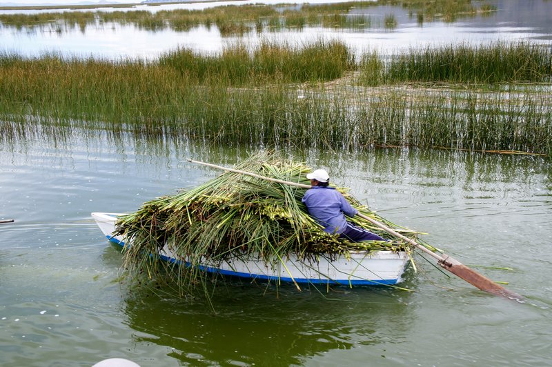 Collecting reeds for the floating islands on Lake Titikaka