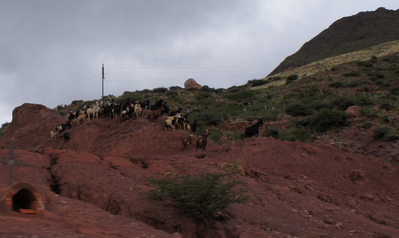 Goats huddled on a mountain on the road from Oruro