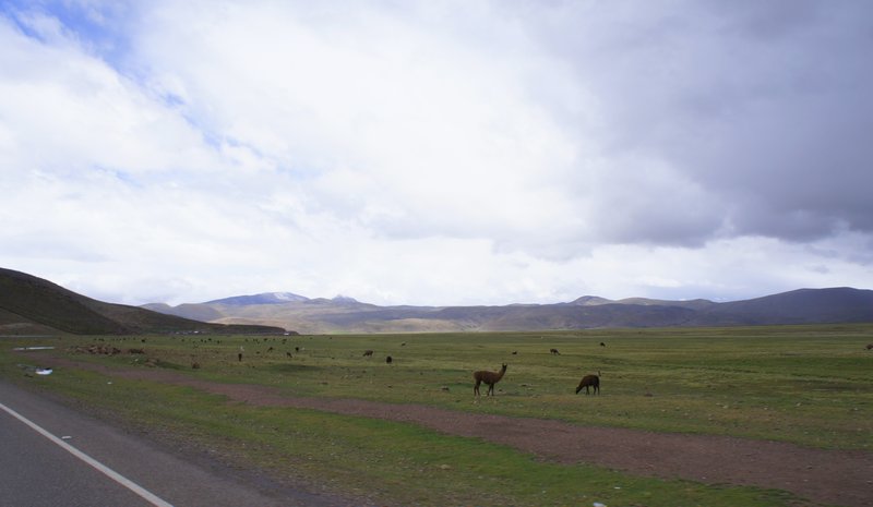 Llamas grazing on Bolivian altiplano