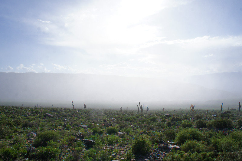 Cacti in the mist