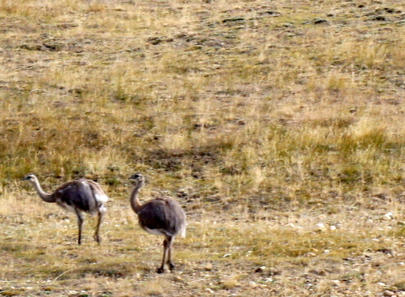 Lesser Rhea or Nunca birds by the road in Patagonia