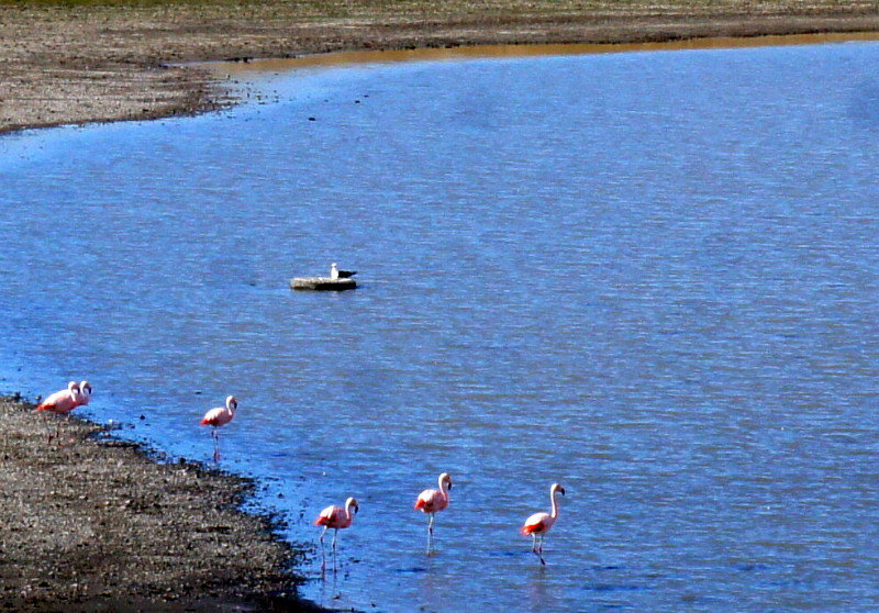 Pink Flamingos on the road to Ushuaia