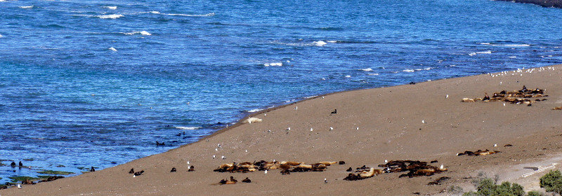 Sea-lion colonies