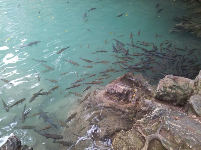 Fish at waterfall