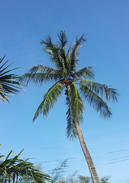 Coconut pruner in fronds