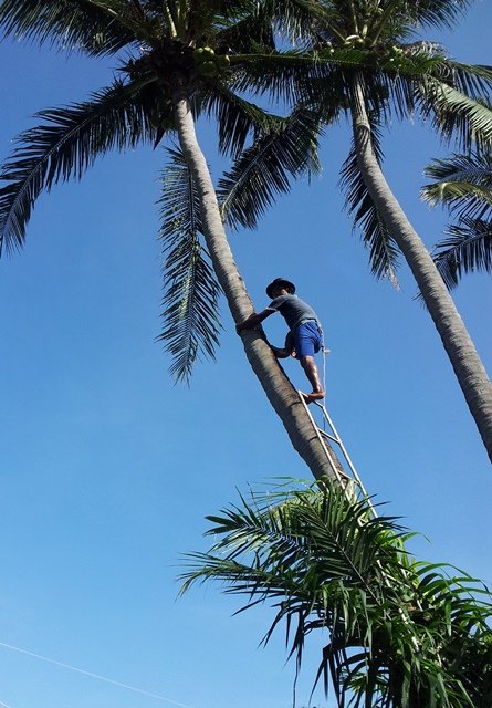Coconut pruner climbing