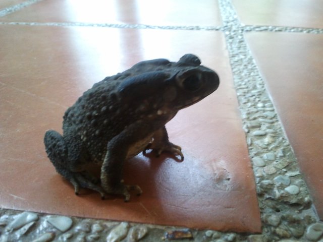 The frog.  Is it following me?
