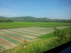 Farming near DaNang