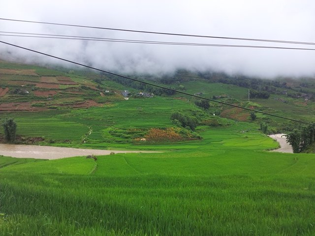 Rice fields in the valley