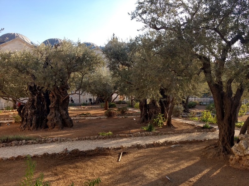 The Garden of Gethsemane.