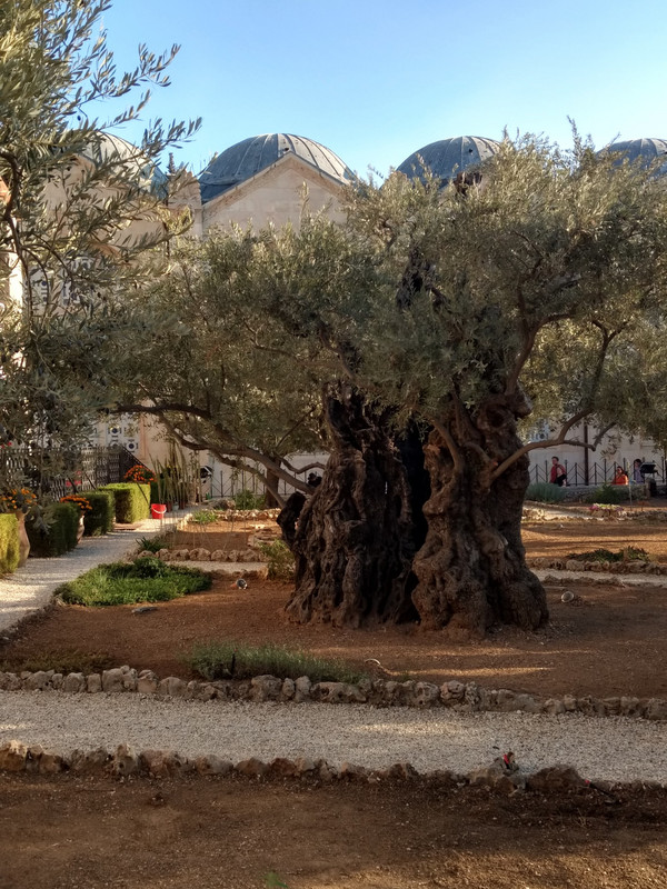 A 2,000 plus year old olive tree in the Garden.