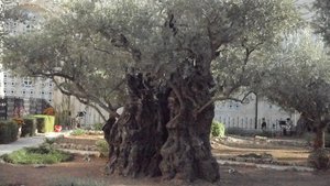 2,000 year old olive tree in the Garden of Gethsemane.