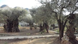 The garden of Gethsemane 
