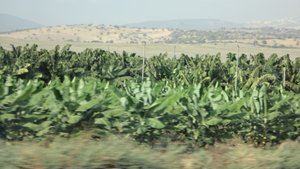 Flourishing banana plantation in northern Israel.