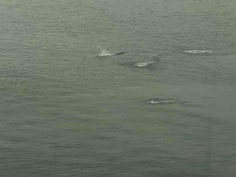 Small pod of whales.