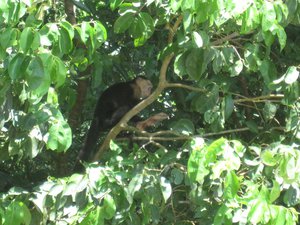 White faced monkeys populated the area in Manuel Antonio Park.