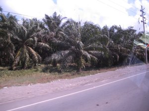 Part of extensive Palm oil plantation in Costa Rica.