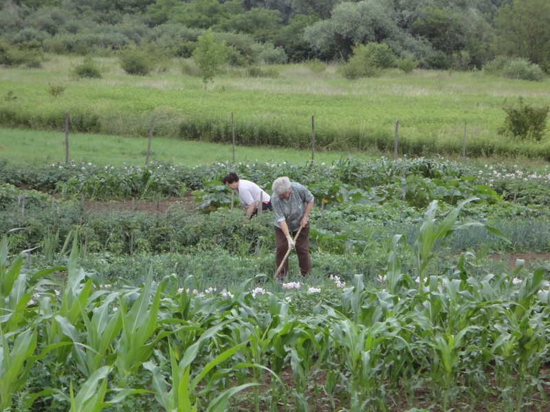 Women tend their vegetable farm.