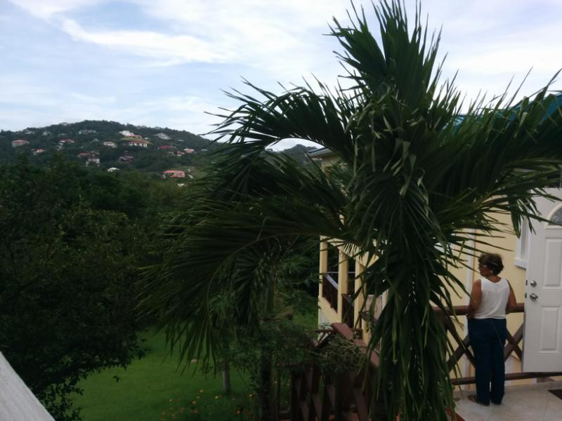 Royal Palm trees at Cap Estate.